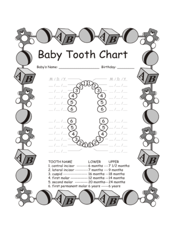 2024 Baby Teeth Chart - Fillable, Printable PDF & Forms | Handypdf