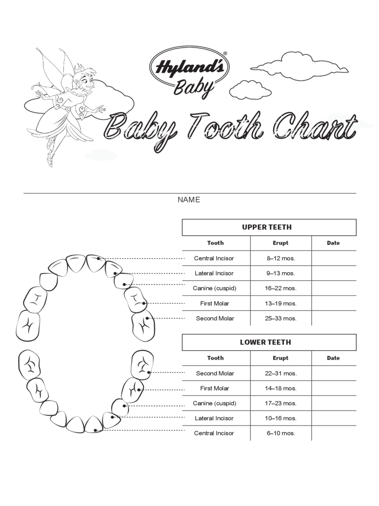 Baby Tooth Chart Template