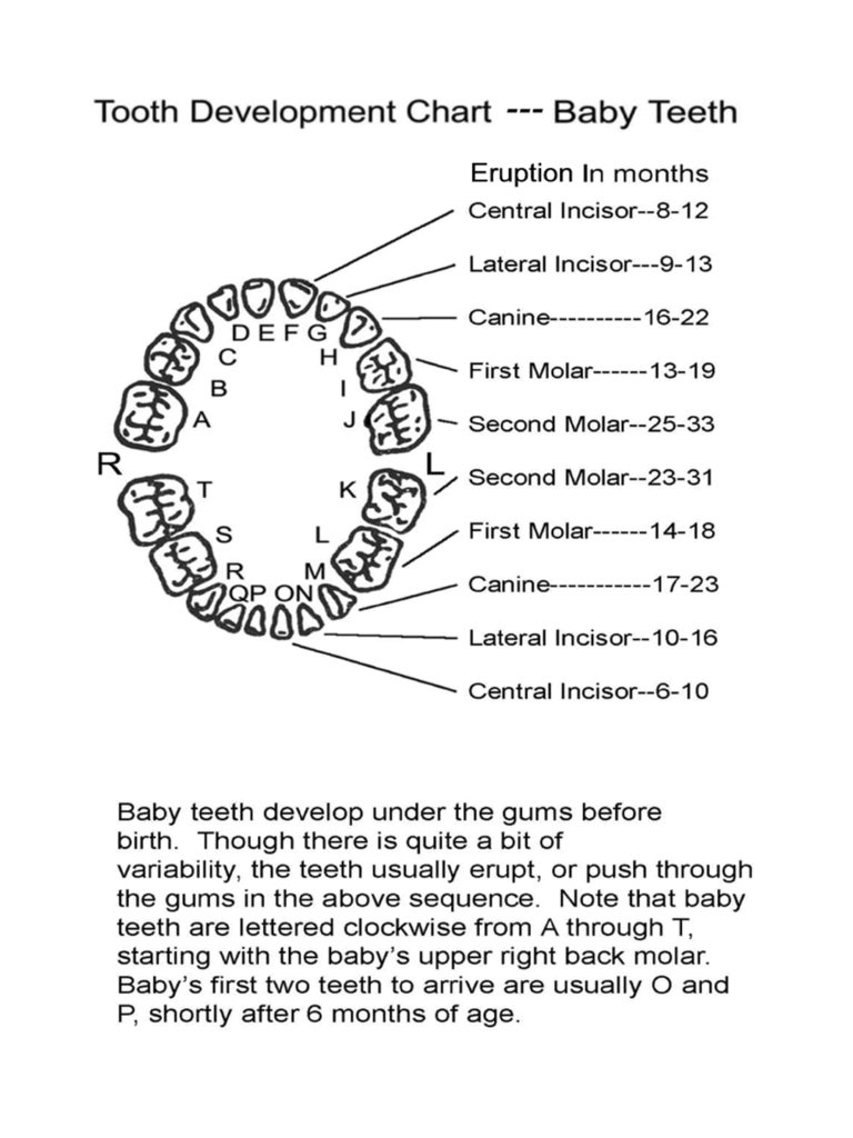 Baby Tooth Development Chart