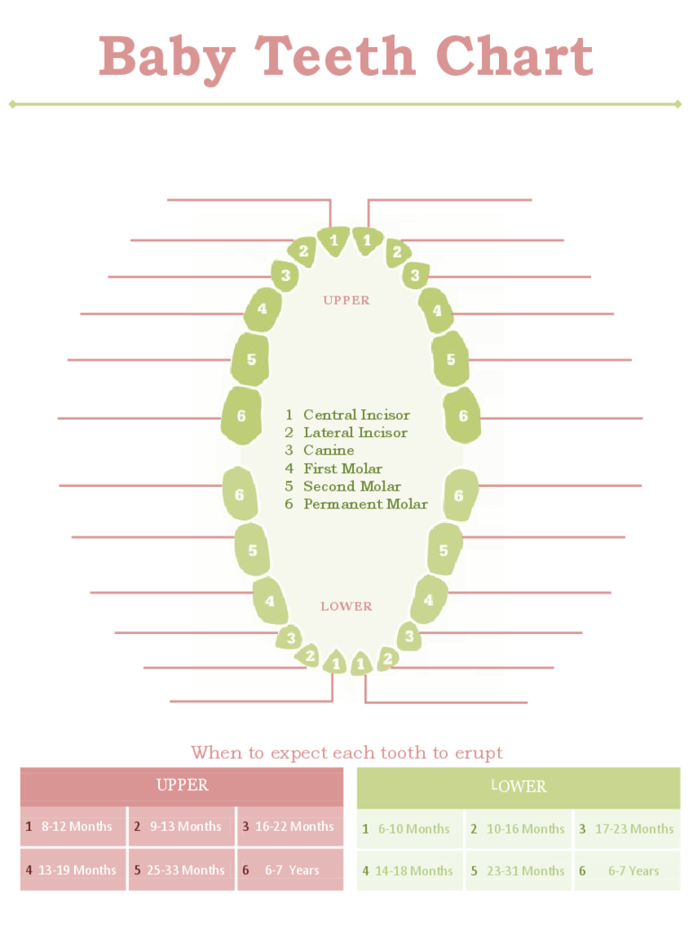 Standard Baby Teeth Chart